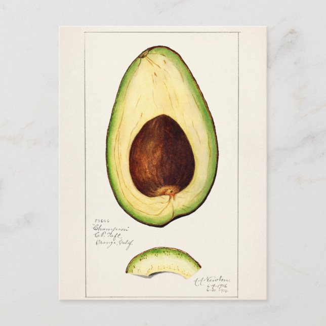 Postal Ilustracion botánico vintage (Anverso)