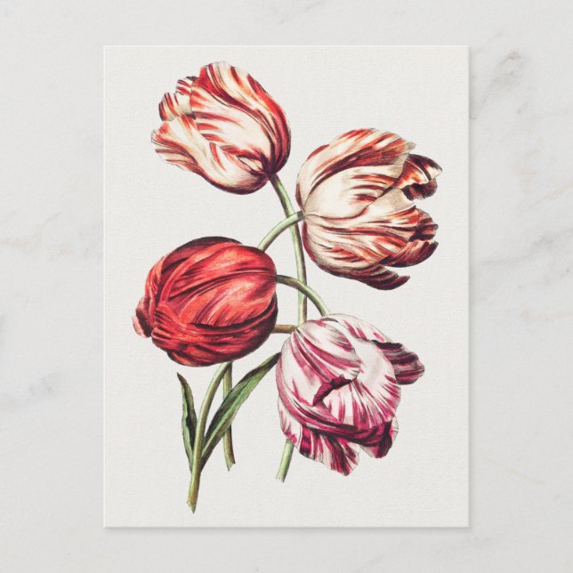 Postal Ilustracion botánico vintage (Anverso)