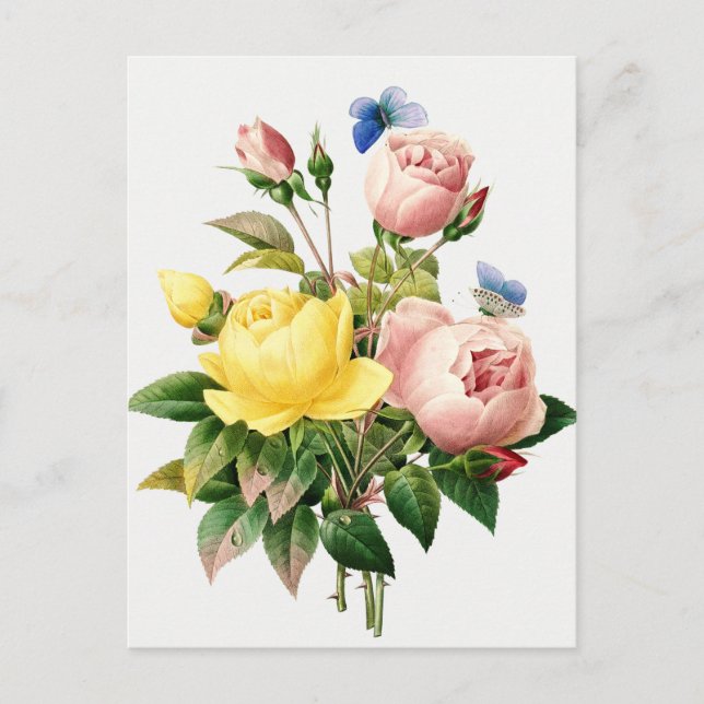 Postal Ilustracion botánico vintage (Anverso)