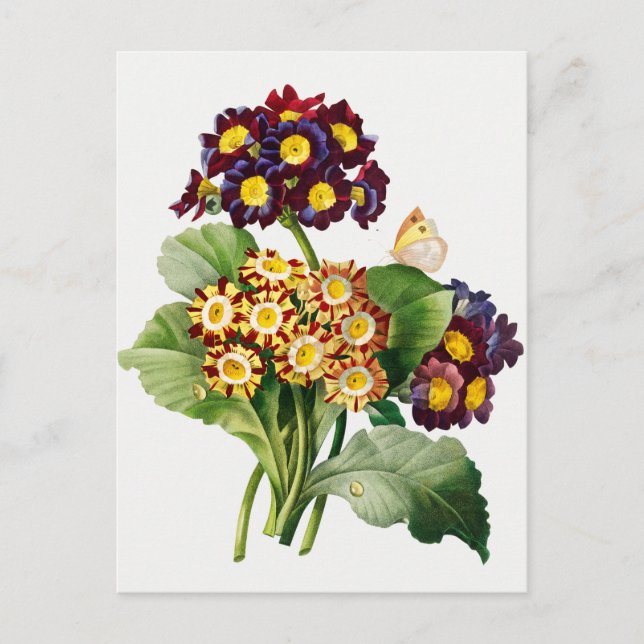 Postal Ilustracion botánico vintage (Anverso)