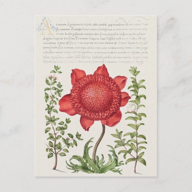 Postal Ilustracion botánico vintage (Anverso)