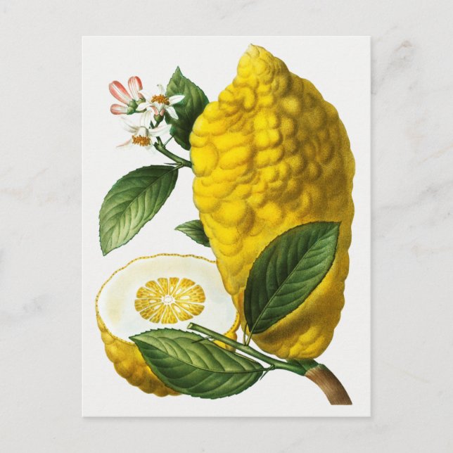 Postal Ilustracion botánico vintage (Anverso)