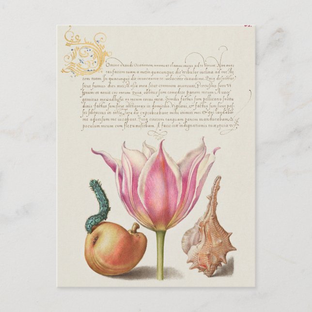 Postal Ilustracion botánico vintage (Anverso)