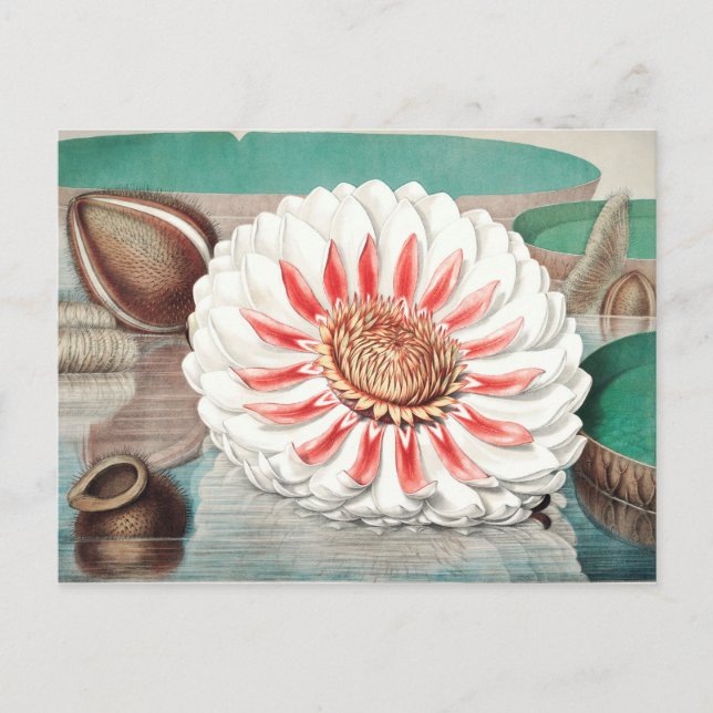 Postal Ilustracion botánico vintage (Anverso)
