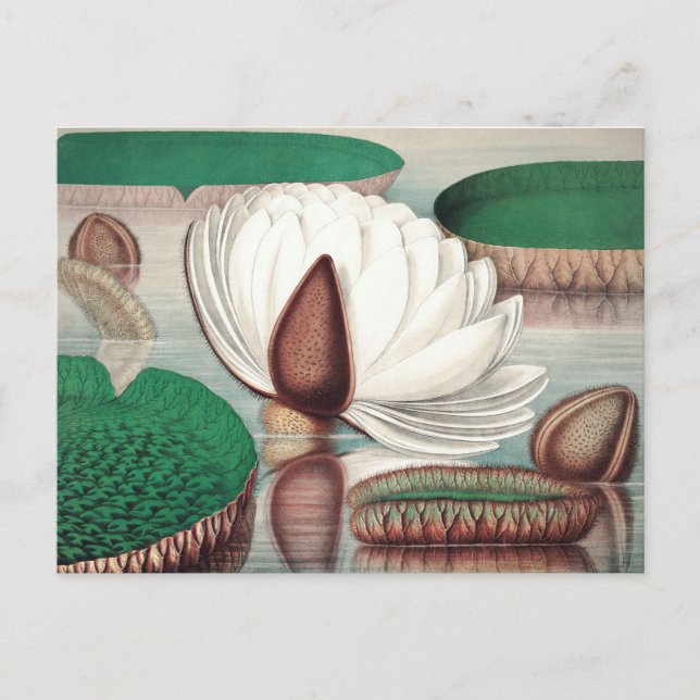 Postal Ilustracion botánico vintage (Anverso)