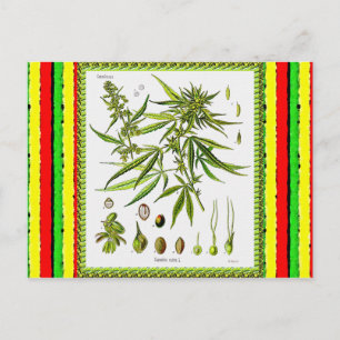Postal Ilustracion Botánico Vintage, 1897 - Una maleza
