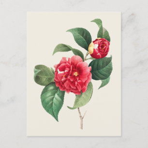 Postal Ilustracion Botánico Vintage Camellia Japonica