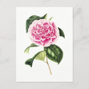 Postal Ilustracion botánico vintage de Camellia Rosa