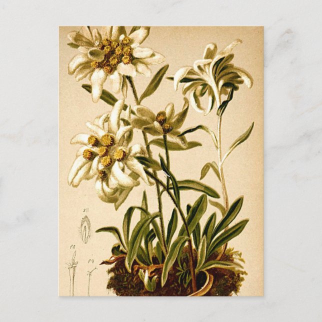 Postal Ilustracion Botánico Vintage de Edelweiss Flowers (Anverso)