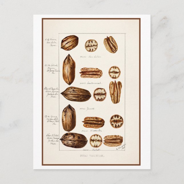 Postal Ilustracion Botánico Vintage de Pecans (Anverso)
