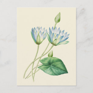 Postal Ilustracion Botánico Vintage Egyptian Lotus