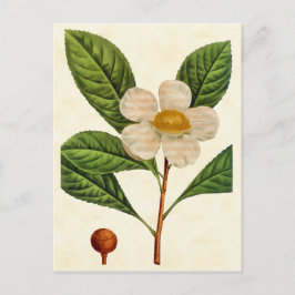 Postal Ilustracion Botánico Vintage Franklinia Tree