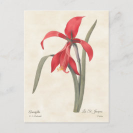 Postal Ilustracion Botánico Vintage Red Amaryllis