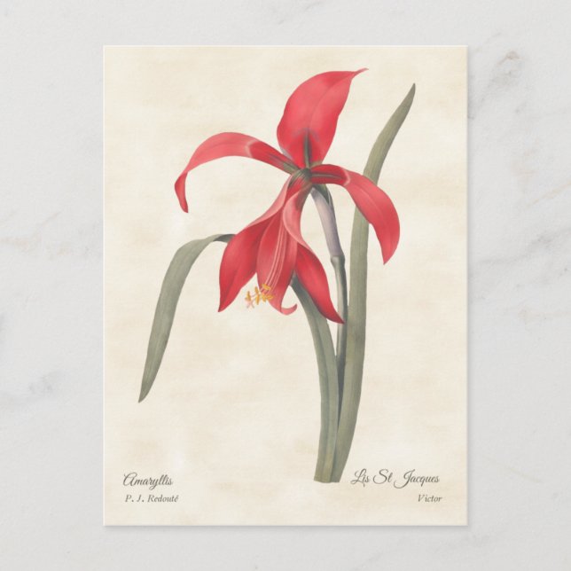 Postal Ilustracion Botánico Vintage Red Amaryllis (Anverso)