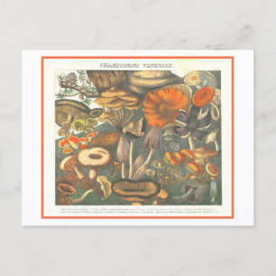 Postal Ilustracion Botánico Vintage Setas Poisonosas