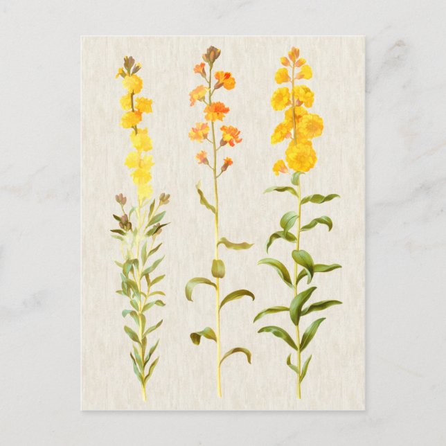 Postal Ilustracion Botánico Vintage Wallflower (Anverso)