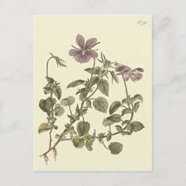 Postal Ilustracion Botánico Violeta Cuerno