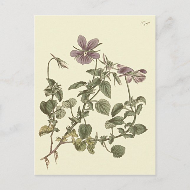 Postal Ilustracion Botánico Violeta Cuerno (Anverso)