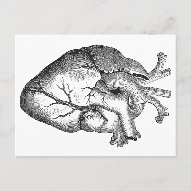 Postal Ilustracion cardíaco simple de anatomía blanca neg (Anverso)