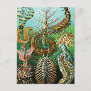 Postal Ilustracion Chaetopoda por Ernst Haeckel