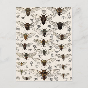 Postal Ilustracion Cicadas Vintage