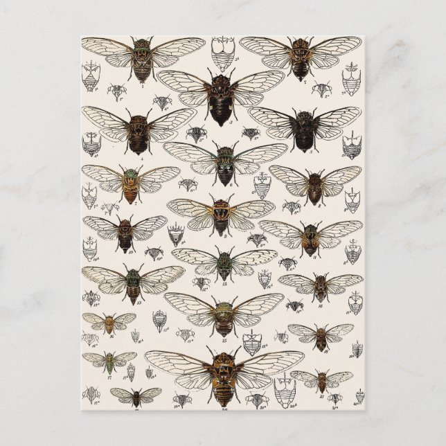 Postal Ilustracion Cicadas Vintage (Anverso)