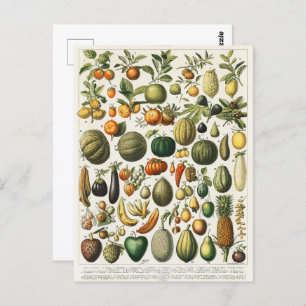 Postal Ilustracion científico botánico de frutas