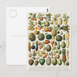 Postal Ilustracion científico botánico de frutas