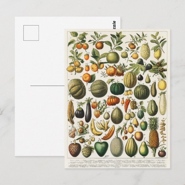 Postal Ilustracion científico botánico de frutas (Anverso / Reverso)