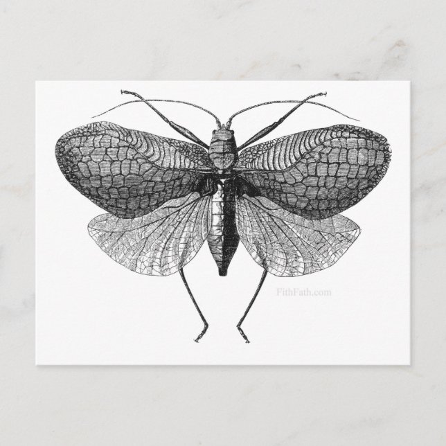 Postal ilustracion científico de la polilla (Anverso)
