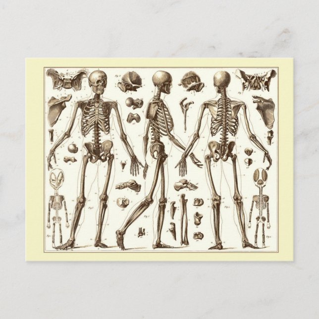 Postal Ilustracion científico del esqueleto humano (Anverso)