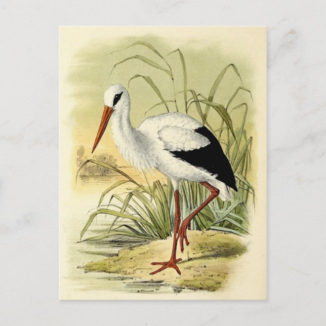 Postal Ilustracion cigogne (Anverso)