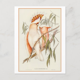 Postal Ilustracion Cockatoo de Leadbeater por Gould