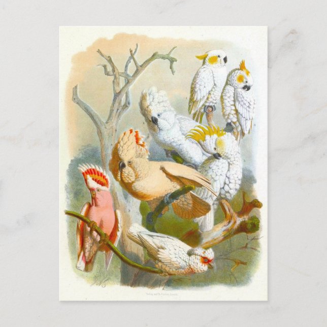 Postal Ilustracion Cockatoos Vintage (Anverso)