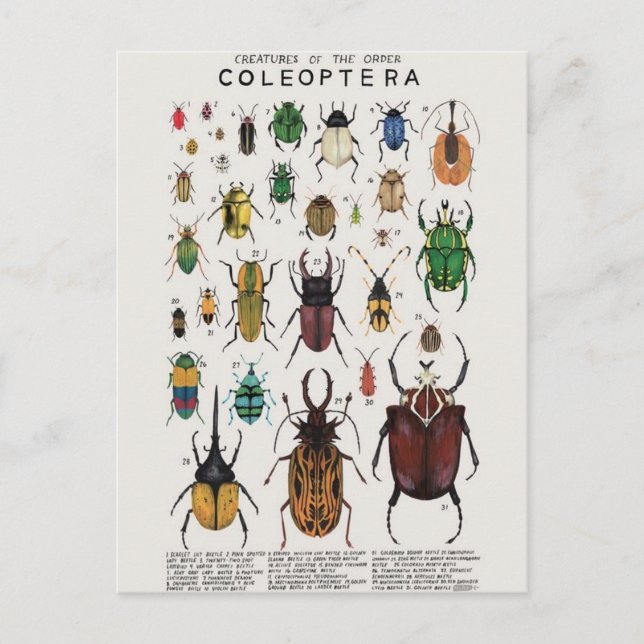 Postal Ilustracion coléoptères (Anverso)
