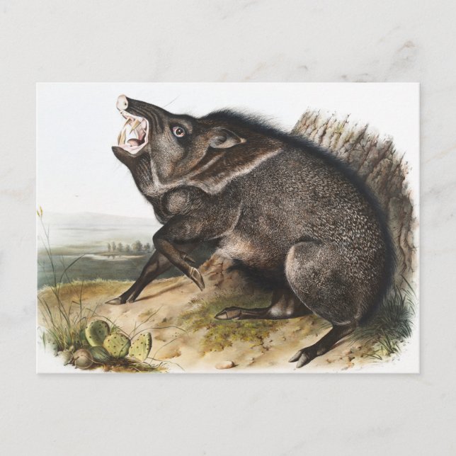 Postal Ilustracion Collared Peccary Dycoteles torquatus (Anverso)