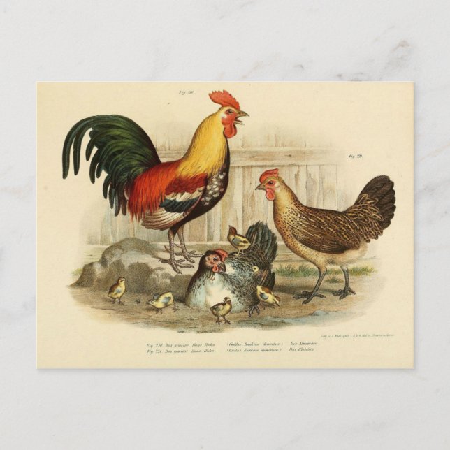 Postal Ilustracion coq et poule (Anverso)