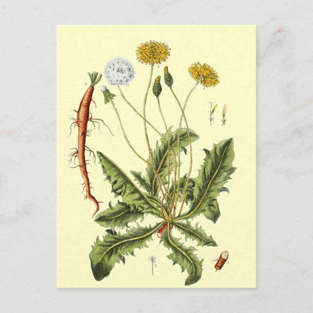 Postal Ilustracion Dandelion de época (Anverso)
