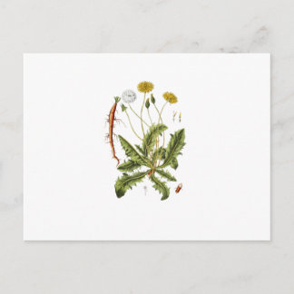 Postal Ilustracion Dandelion de época