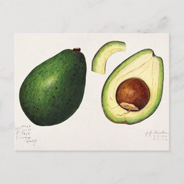 Postal Ilustracion de aguacate vintage (Anverso)