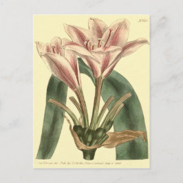 Postal Ilustración de Amarilis de Hoja Larga