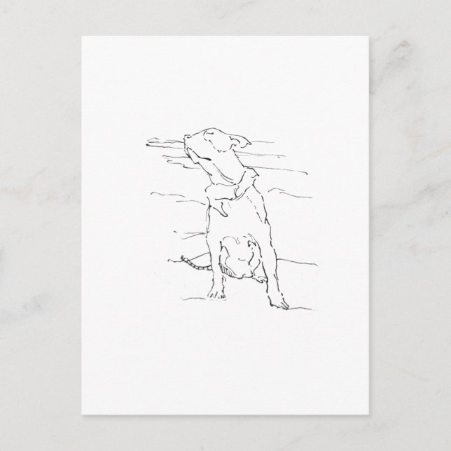Postal Ilustración de American Staffordshire Terrier (Anverso)