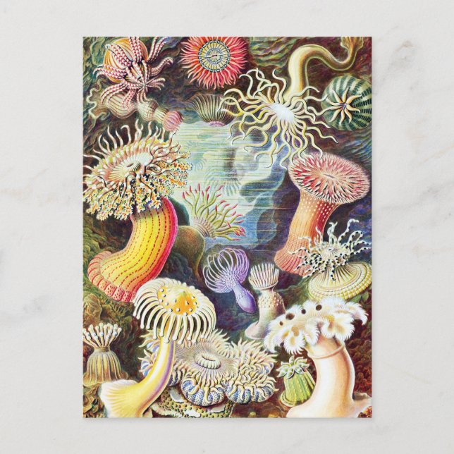 Postal Ilustracion de anémonas marinas por Ernst Haeckel (Anverso)
