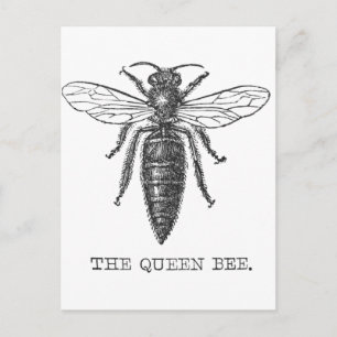 Postal Ilustracion de antigüedades de insectos de Queen B