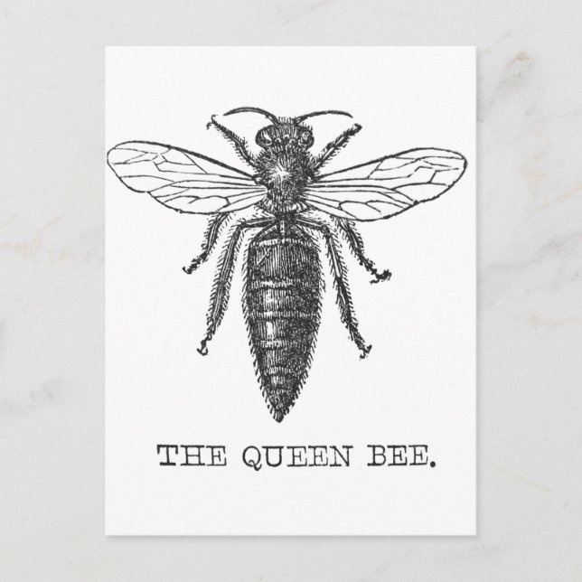 Postal Ilustracion de antigüedades de insectos de Queen B (Anverso)