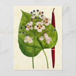 Postal Ilustracion de árbol botánico catalán vintage