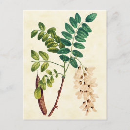 Postal Ilustracion de árbol de langosta botánico vintage