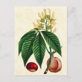Postal Ilustracion de árbol de ojos de buck botánico vint