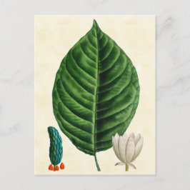 Postal Ilustracion de árbol de pepino botánico vintage