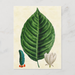 Postal Ilustracion de árbol de pepino botánico vintage